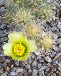 Cylindropuntia X Multigeniculata