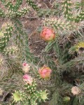 Cylindropuntia X Viridiflora