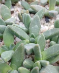 Deilanthe peersii