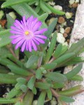 Delosperma Aberdeenense