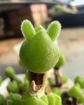 Dicrocaulon