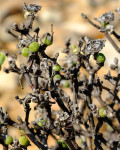 Dicrocaulon brevifolium