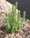 Dicrocaulon grandiflorum