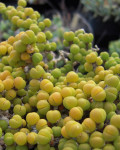 Dicrocaulon humile