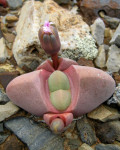 Didymaotus