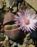 Didymaotus
