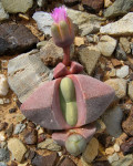 Didymaotus lapidiformis