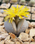 Dinteranthus