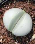 Dinteranthus inexpectatus