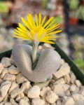 Dinteranthus microspermus