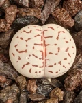 Dinteranthus vanzylii