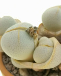 Dinteranthus willmotianus