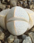 Dinteranthus Willmotianus