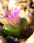 Diplosoma