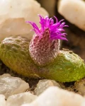 Diplosoma luckhoffii