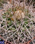 Discocactus Bahiensis