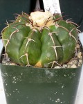 Discocactus Boliviensis