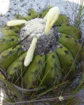 Discocactus Pseudoinsignis