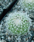 Discocactus Zehntneri