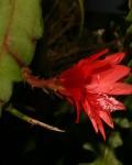 Disocactus Ackermannii