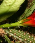 Disocactus Cinnabarinus