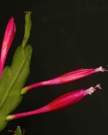 Disocactus Eichlamii