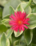 Dorotheanthus