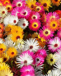 Dorotheanthus bellidiformis
