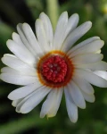 Dorotheanthus maughanii