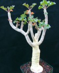 Dorstenia