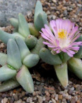 Dracophilus dalaetianus