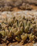 Drosanthemopsis
