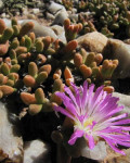 Drosanthemopsis bella