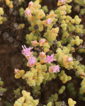 Drosanthemopsis diversifolia