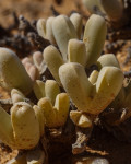 Drosanthemopsis vaginata