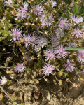 Drosanthemum acutifolium