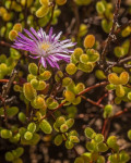 Drosanthemum albiflorum