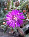 Drosanthemum ambiguum