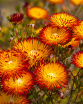 Drosanthemum bicolor