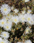 Drosanthemum calycinum