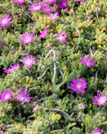 Drosanthemum capillare