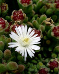 Drosanthemum concavum