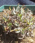 Dudleya Abramsii