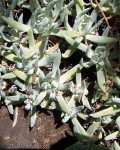 Dudleya Albiflora