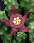 Duvalia Maculata