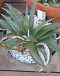 Dyckia Platyphylla