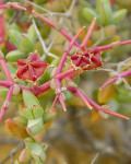 Eberlanzia