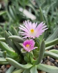 Ebracteola