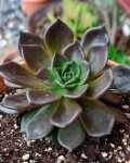 Echeveria affinis