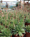 Echeveria agavoides